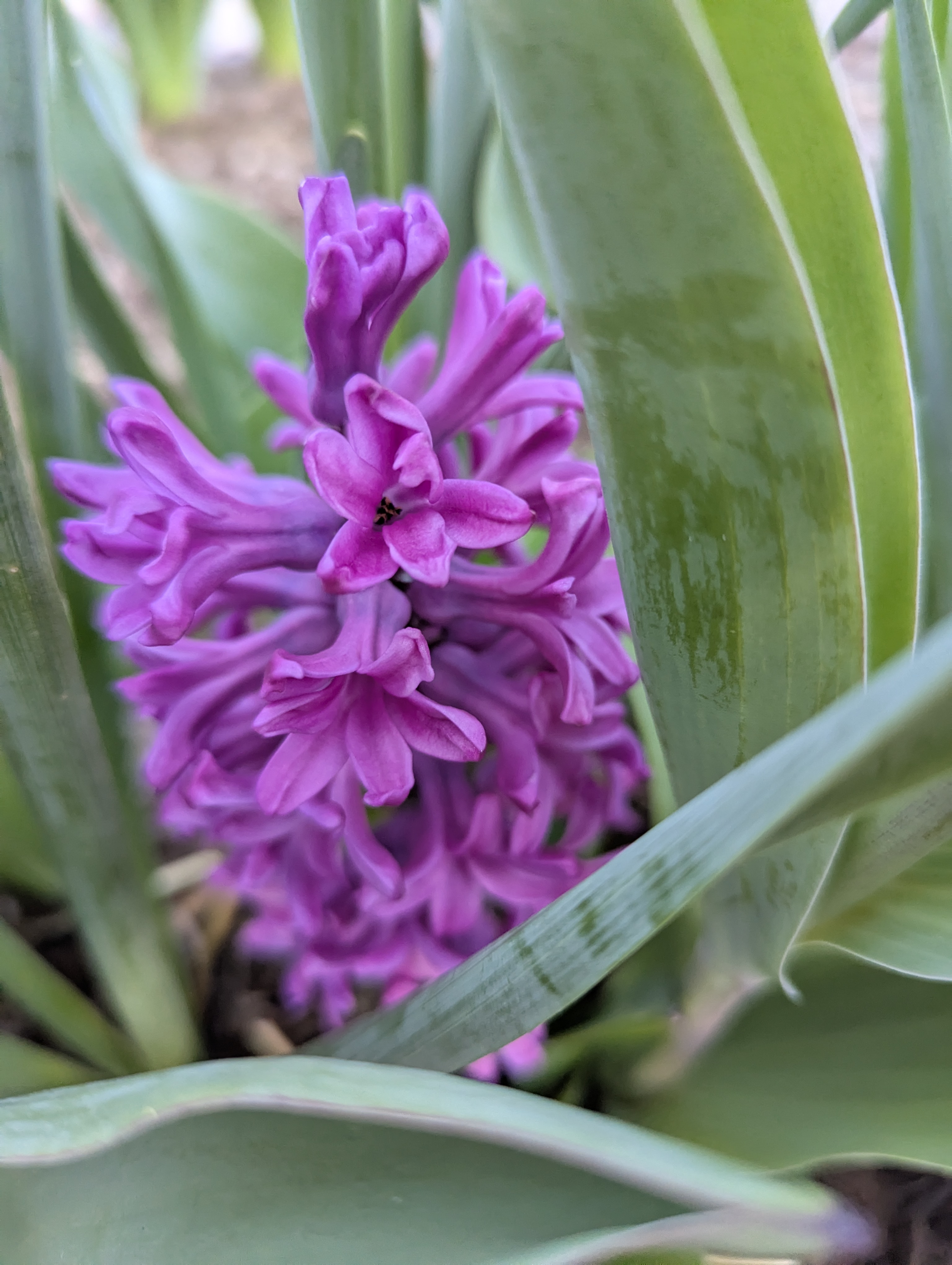 Garden, Flowers, Morrison, Colorado
